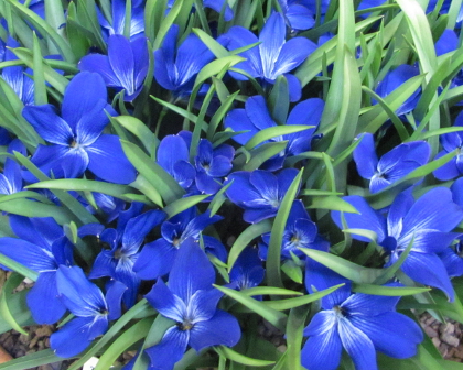 Tecophilaea cyanocrocus 